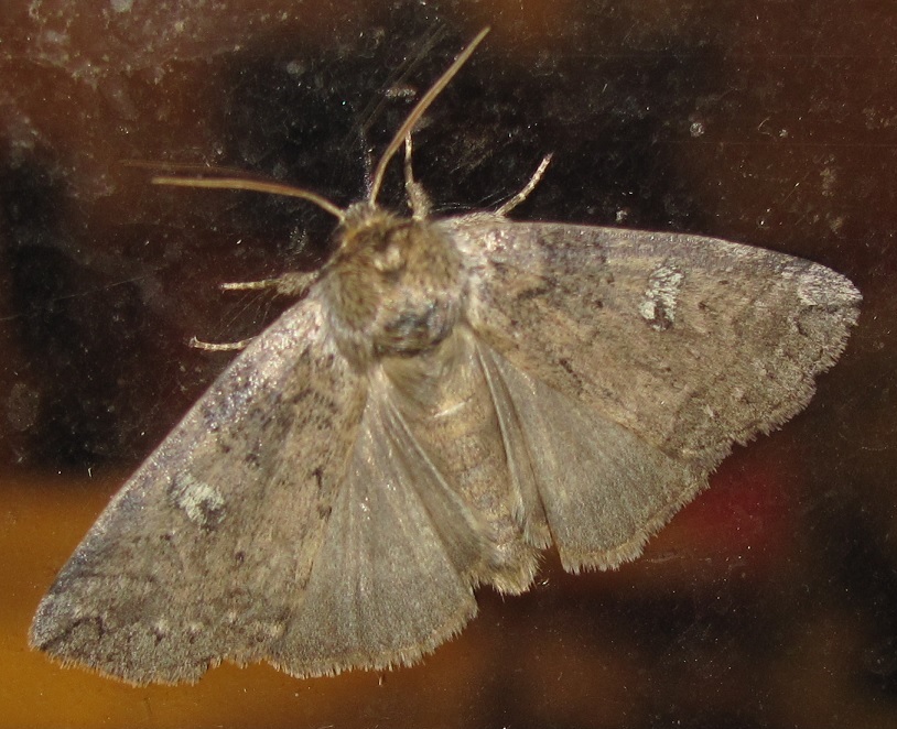 Noctuidae? No, Drepanidae: Tethea or